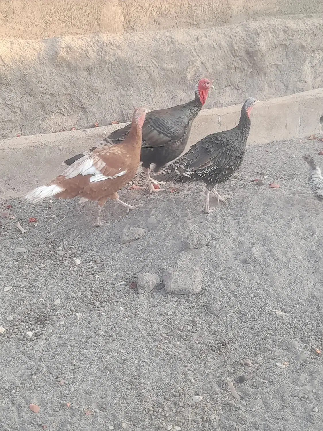 بوقلمون‌‌‌‌.کفتر‌.مرغ‌‌‌‌.جوجه‌بوقلمون‌|حیوانات مزرعه|قم, شهر قائم|دیوار