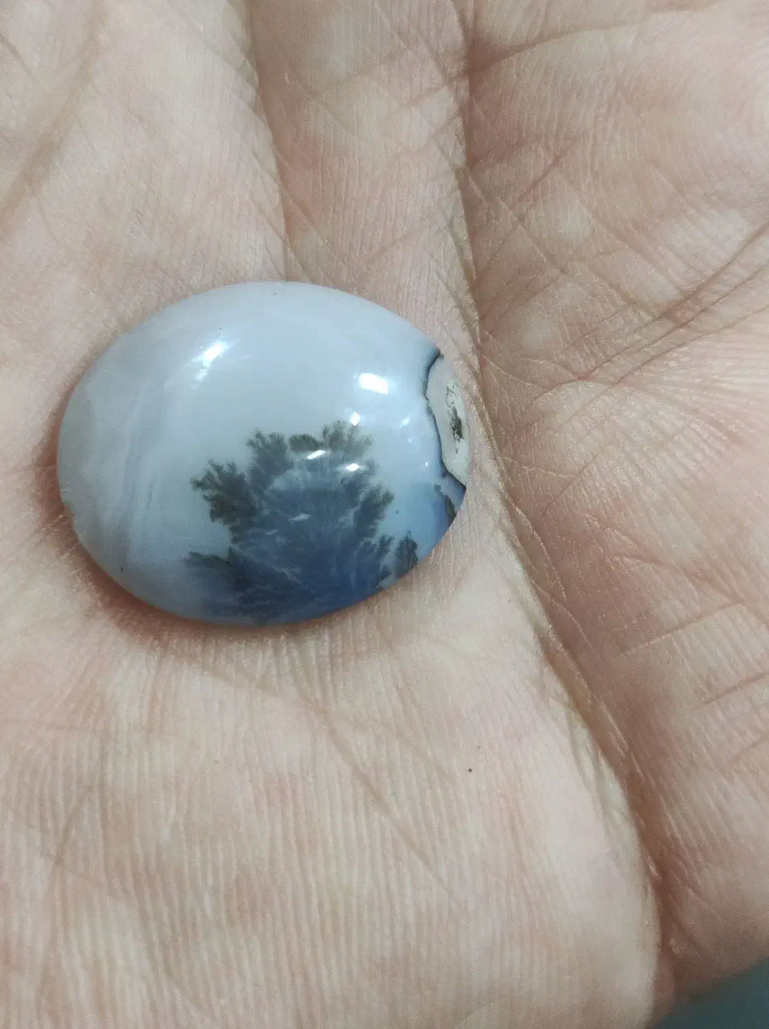 شجر|جواهرات|اردبیل, |دیوار