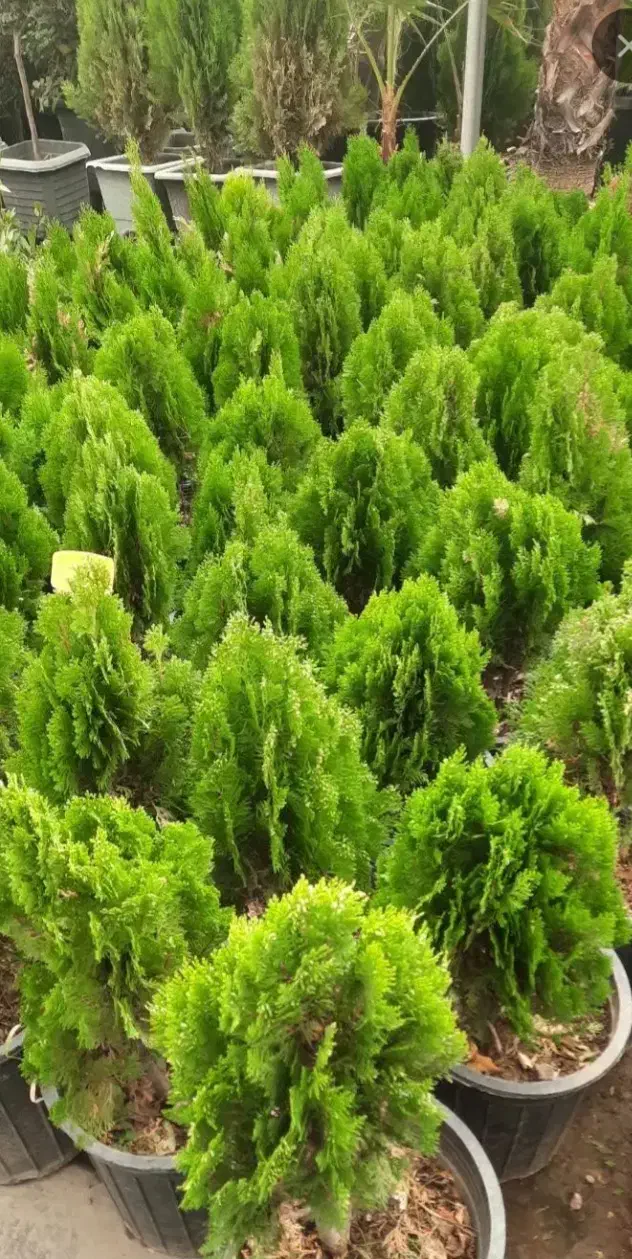 خدمات باغبانی باغچه کاری گلکاری هرسکاری گل وگیا|خدمات باغبانی و درختکاری|کرج, گلشهر|دیوار