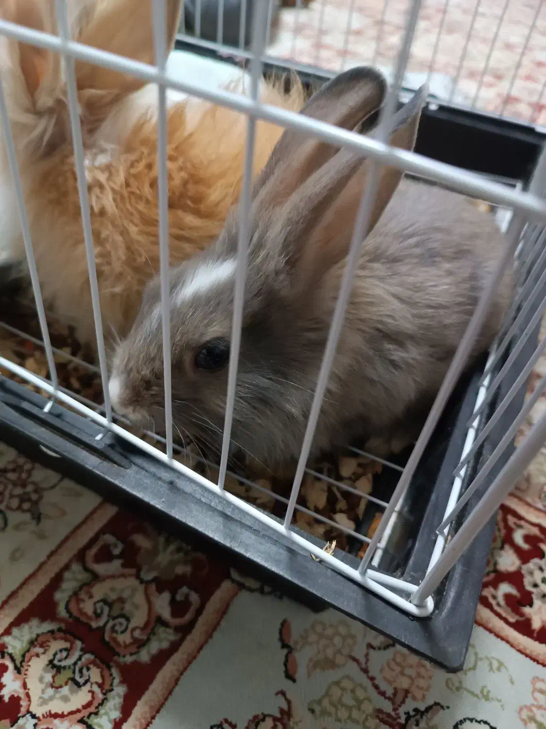 خرگوش لوپ|موش و خرگوش|مشهد, شهرک مهرگان|دیوار