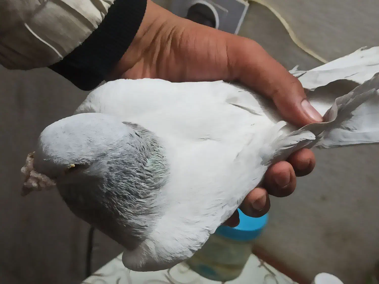 کفتر مامی گم شده|حیوانات|مشهد, انقلاب|دیوار