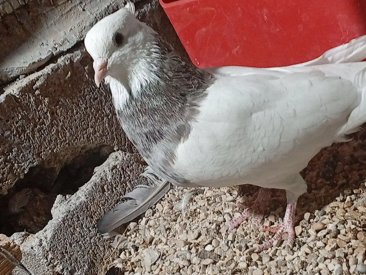 حراج کبوتر طوقی|پرنده|خورموج, |دیوار