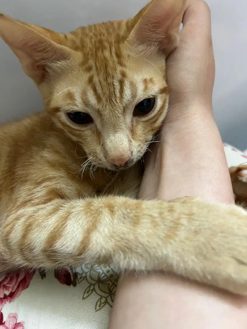 گربه گمشده|حیوانات|برازجان, |دیوار