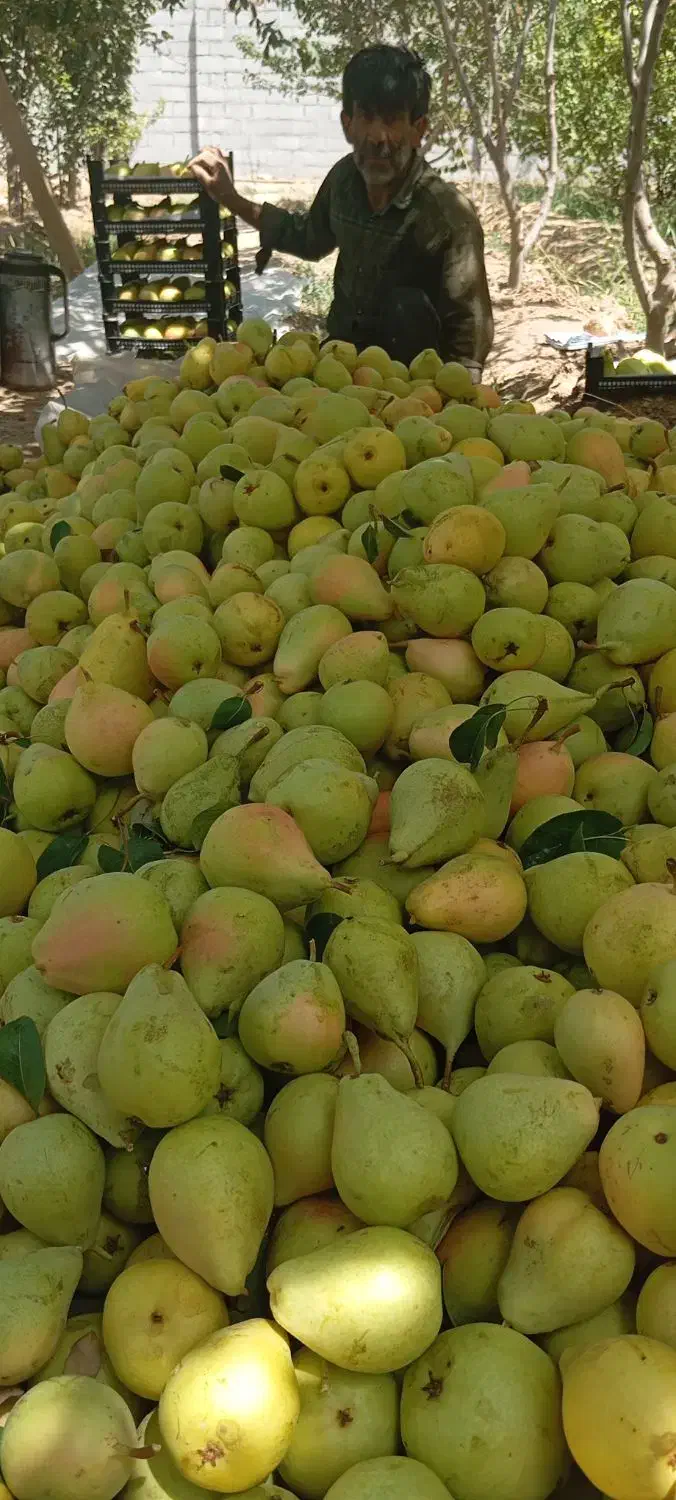 خدمات سمپاشی باغات|خدمات باغبانی و درختکاری|نجف‌آباد, گلدشت|دیوار