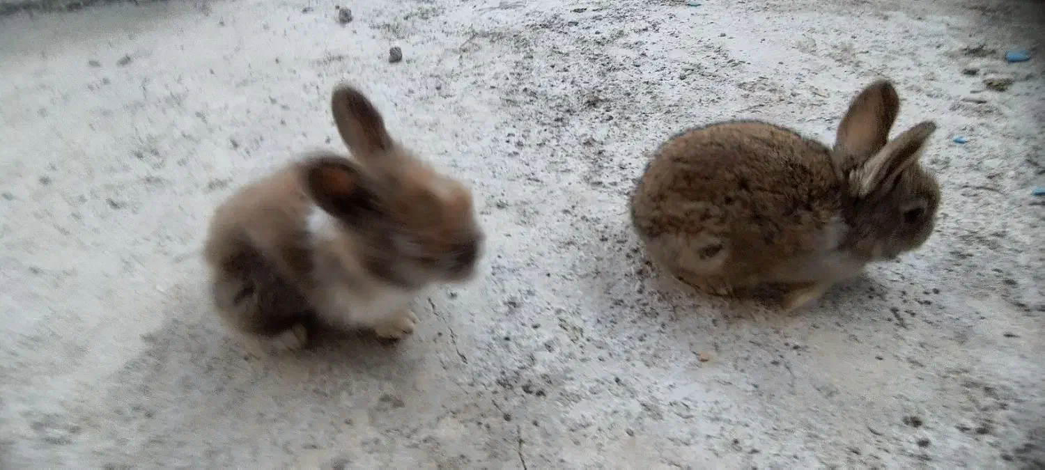 خرگوش در محمودآباد|موش و خرگوش|محمودآباد, |دیوار