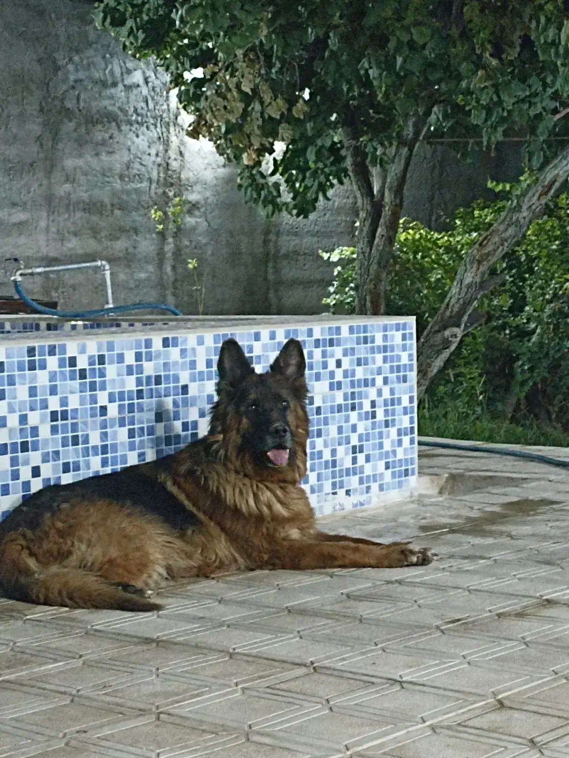 ژرمن ماده موبلند|سگ|تهران, لاله زار|دیوار