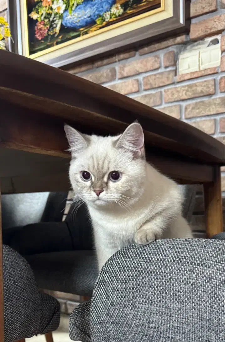 گربه بریتیش ماده خاص|گربه|مشهد, فلسطین|دیوار