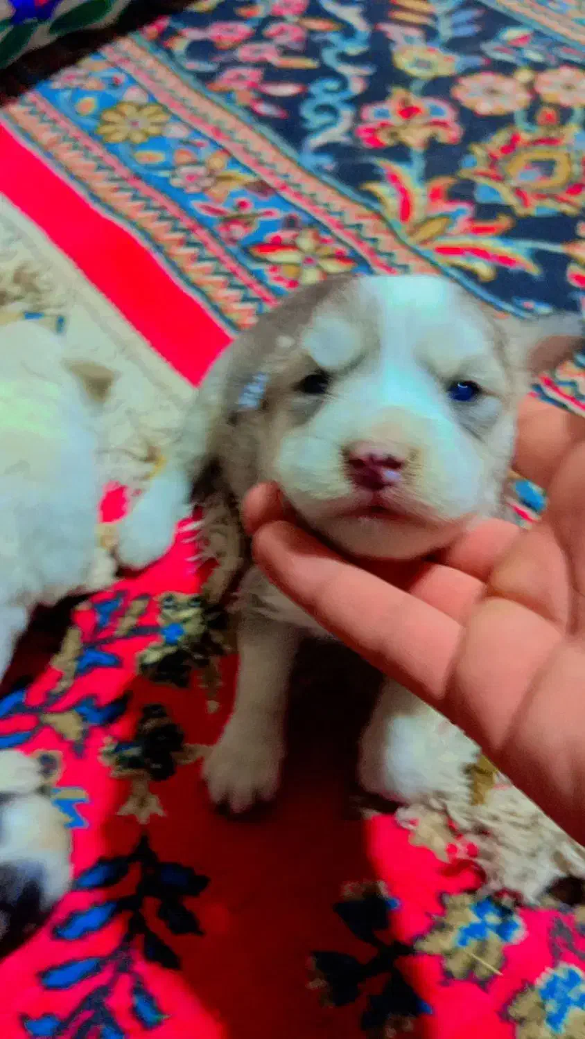 توله ناز و پشمالو|سگ|زابل, |دیوار