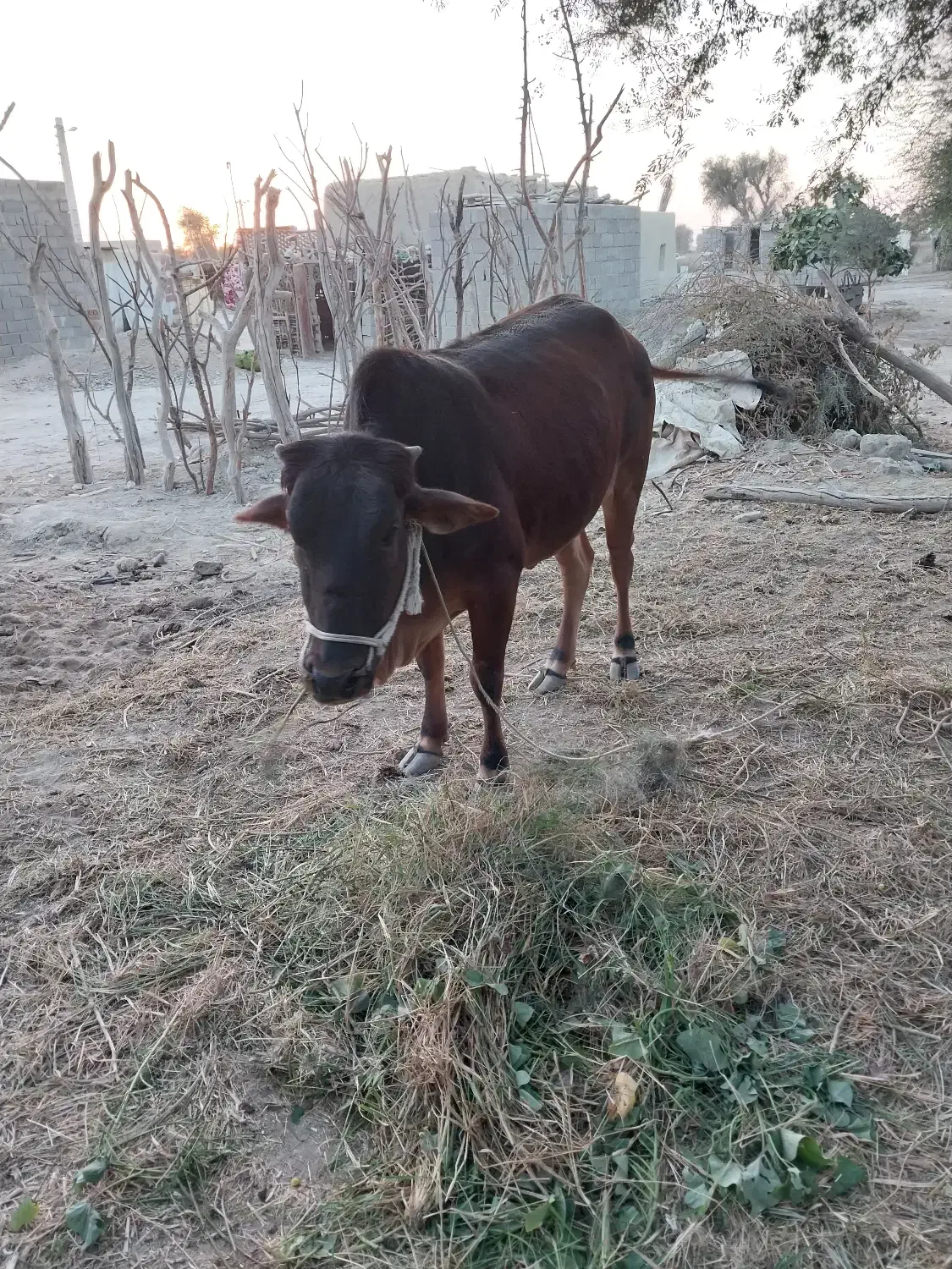 فروش گاو چاق ماده جوان|حیوانات مزرعه|پیر سهراب, |دیوار