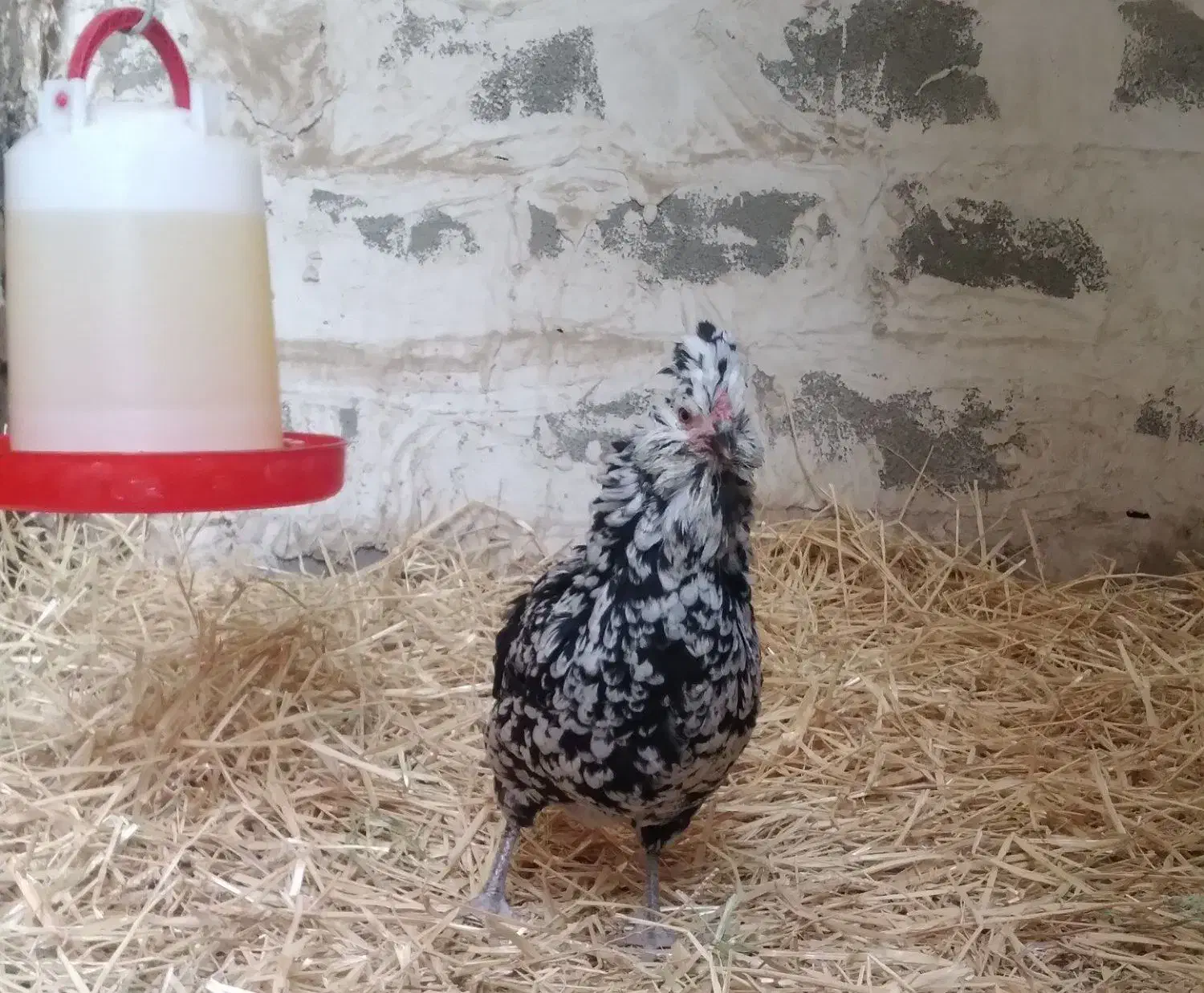 مرغ گلین ریشی چهلتاج|حیوانات مزرعه|ری, حمزه‌آباد|دیوار