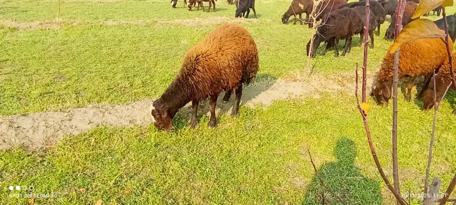 بره نر|حیوانات مزرعه|ارومیه, |دیوار