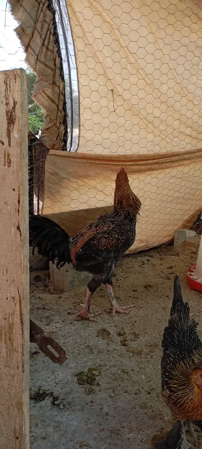 خروس لاری|حیوانات مزرعه|بیدشهر, |دیوار