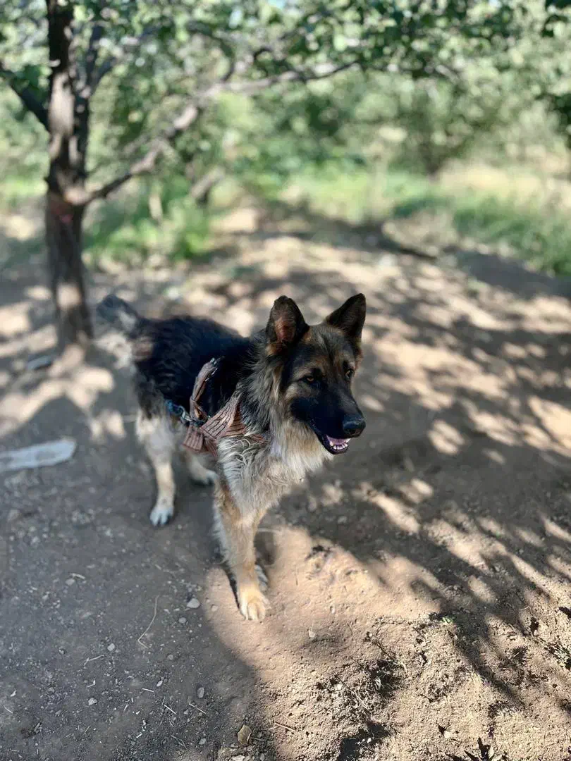 سگ ژرمن|سگ|تبریز, |دیوار