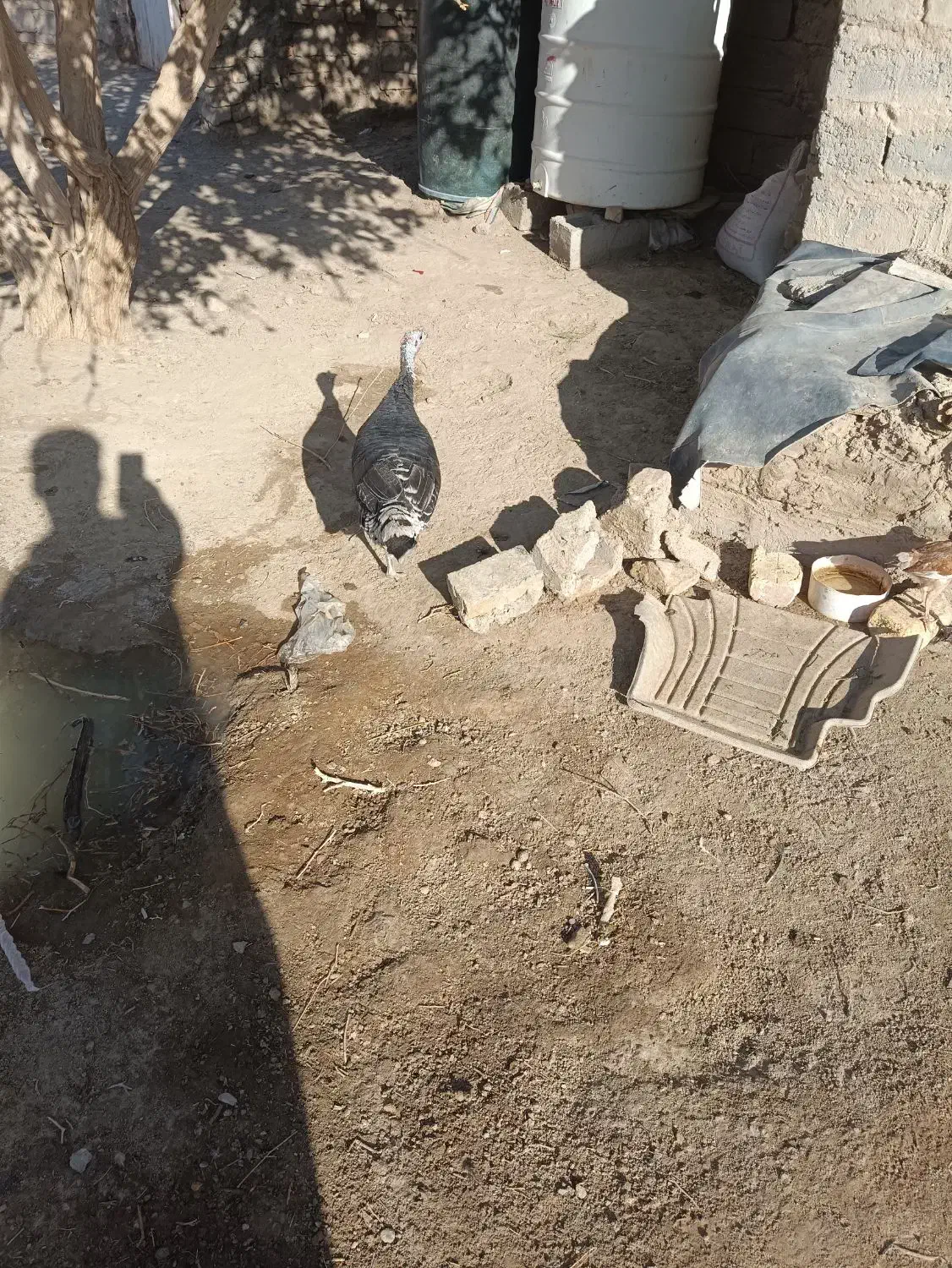 بوقلمون|حیوانات مزرعه|جزنیک, |دیوار