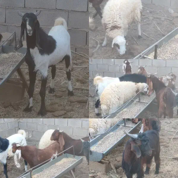 برع و بزغاله نر|حیوانات مزرعه|طبس, |دیوار