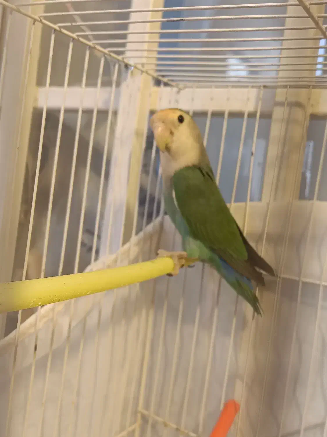 کوتوله بشرط تخم|پرنده|تایباد, |دیوار