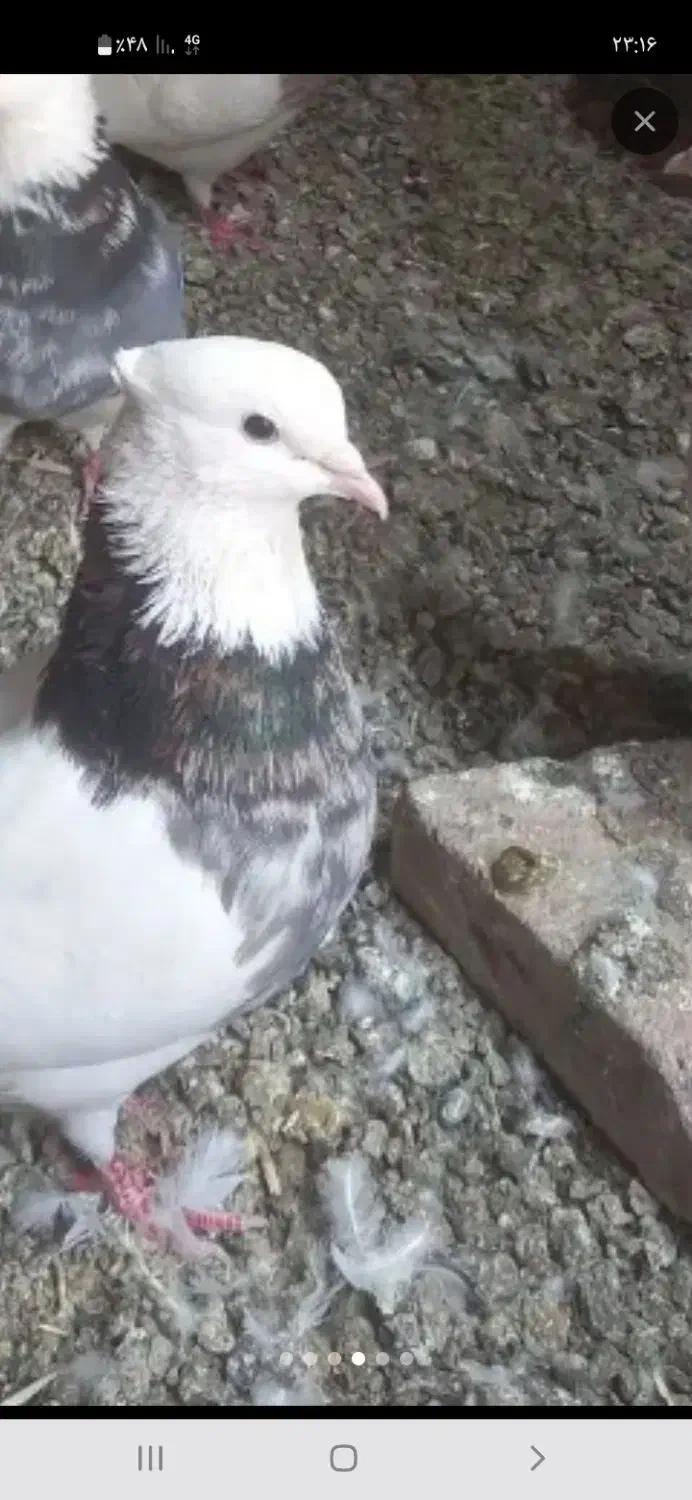 کبوتر|پرنده|قلقل رود, |دیوار