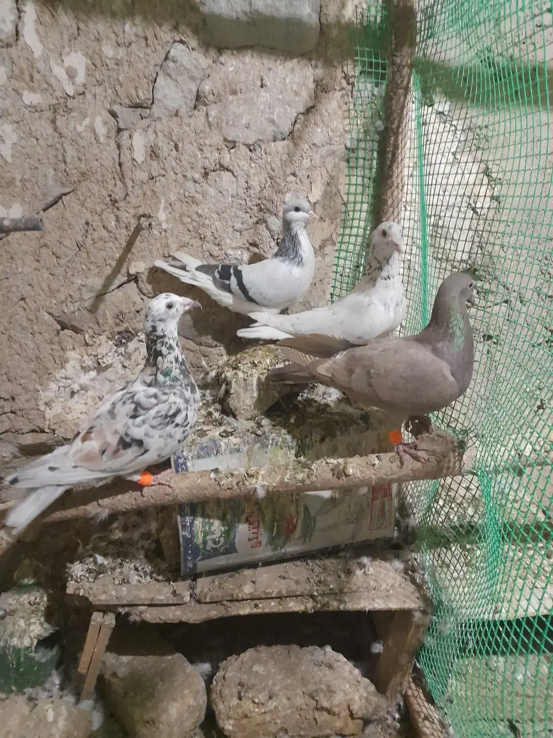 چهارتا کبوتر دوتا نردوتاماده|پرنده|قزوین, |دیوار