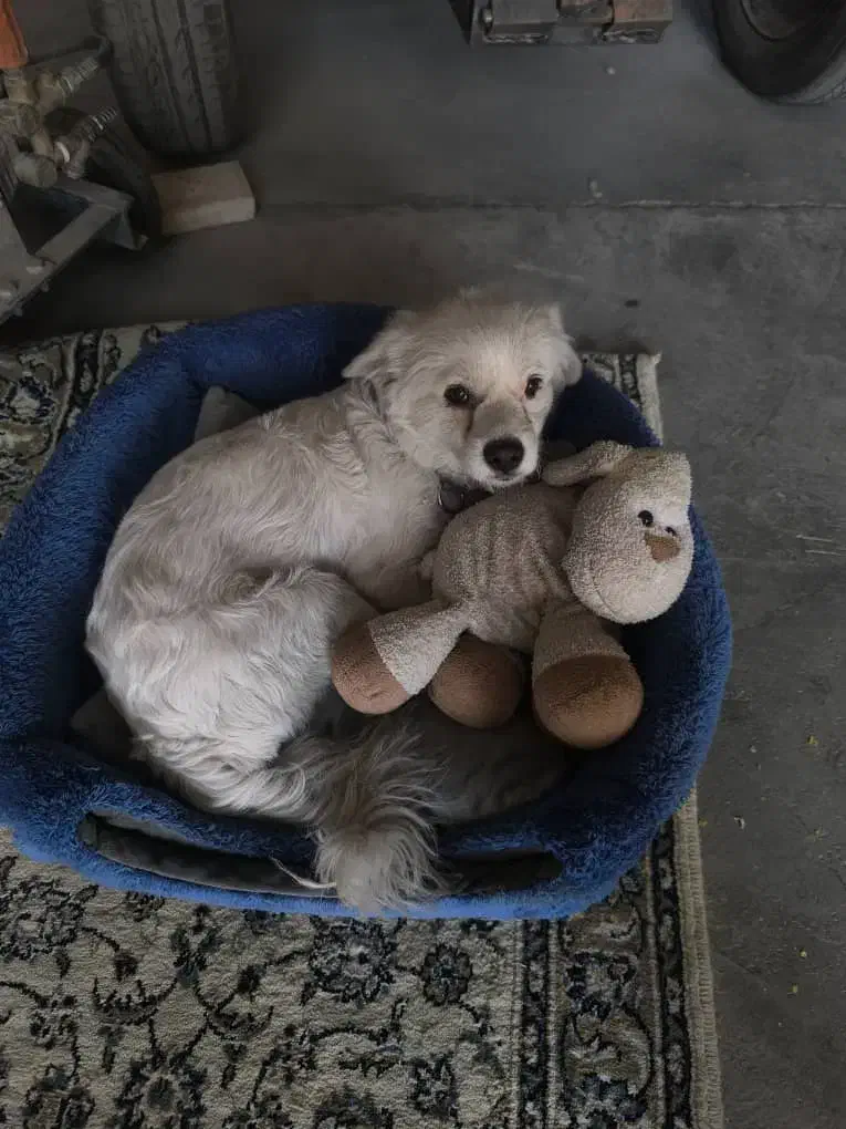 سگ گمشده|سگ|اصفهان, محمودآباد|دیوار