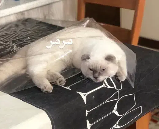 اسکاتیش ماده ۵ ماهه|گربه|یزد, |دیوار