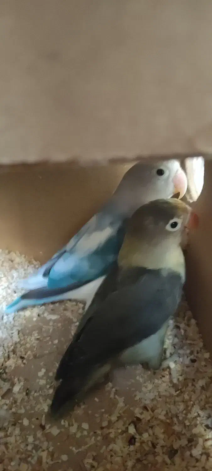 جفت طوطی برزیلی|پرنده|کازرون, |دیوار