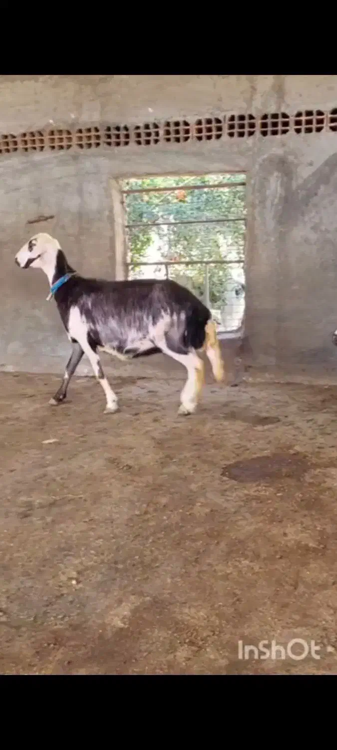 گوسفندبروجردی با بره ماده|حیوانات مزرعه|آق قلا, |دیوار