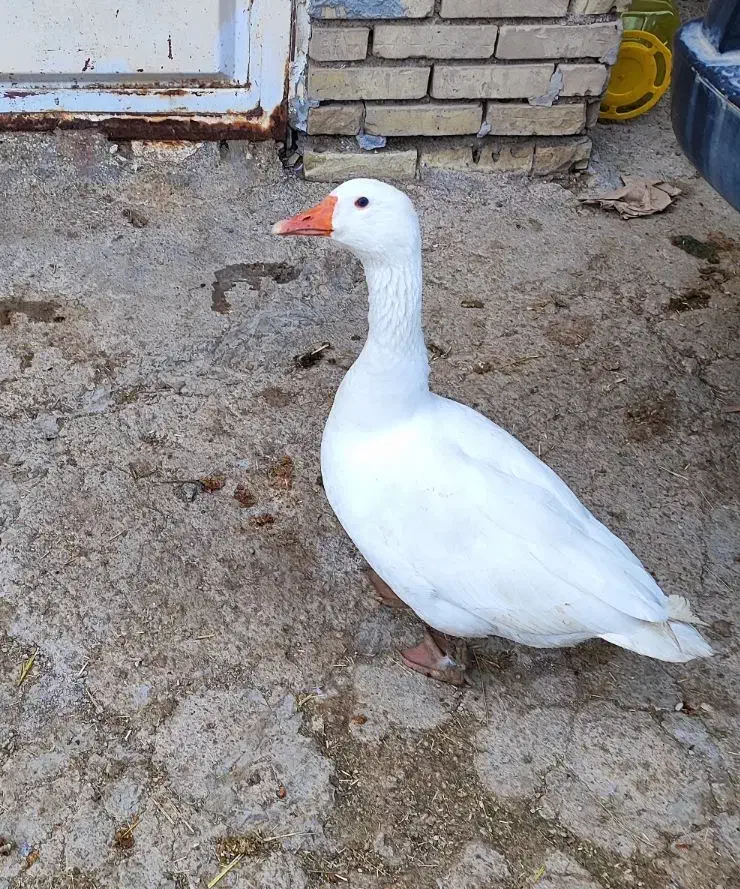 غاز|حیوانات مزرعه|کارون, |دیوار