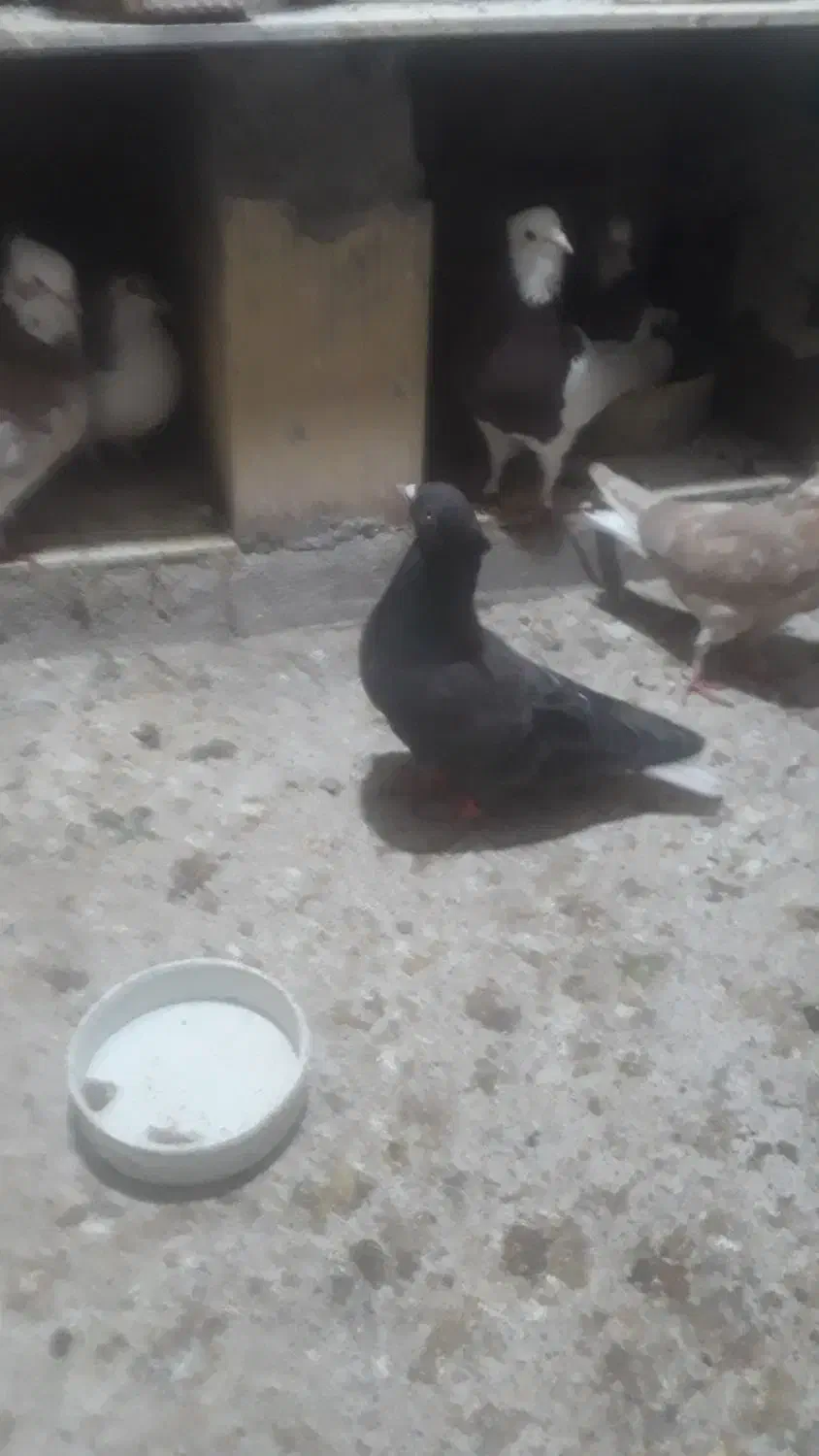 سلام خدمت عشق بازان دوتا ماده دمسفید|پرنده|سبزوار, طبرسی (جعفرآباد)|دیوار