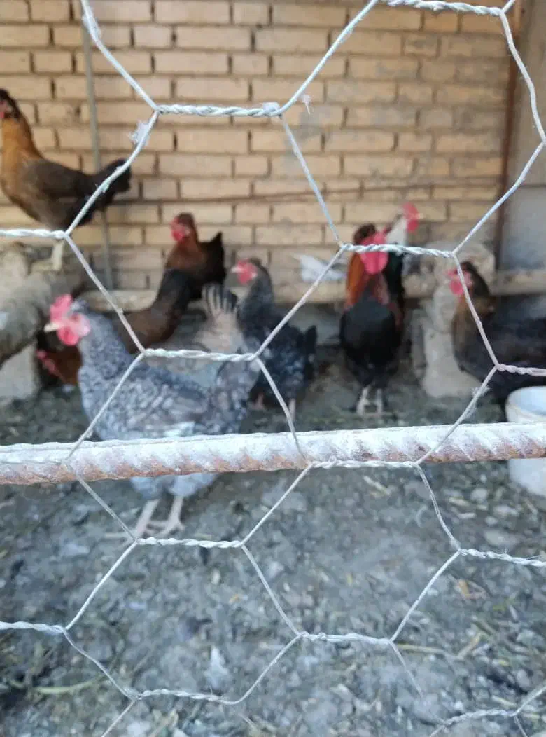 پنج مرغ محلی تخم گذار و دو خروس|حیوانات مزرعه|شوشتر, |دیوار