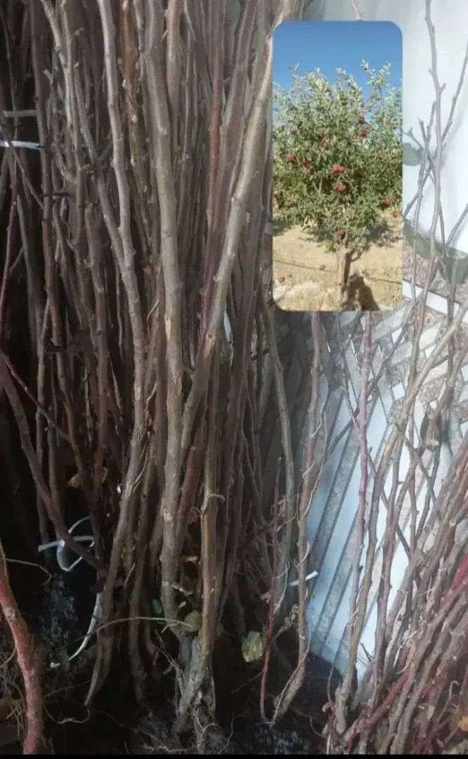 فروش ارقام نهـال مثـمر و غـیر مثـمر|خدمات باغبانی و درختکاری|بازفت, |دیوار