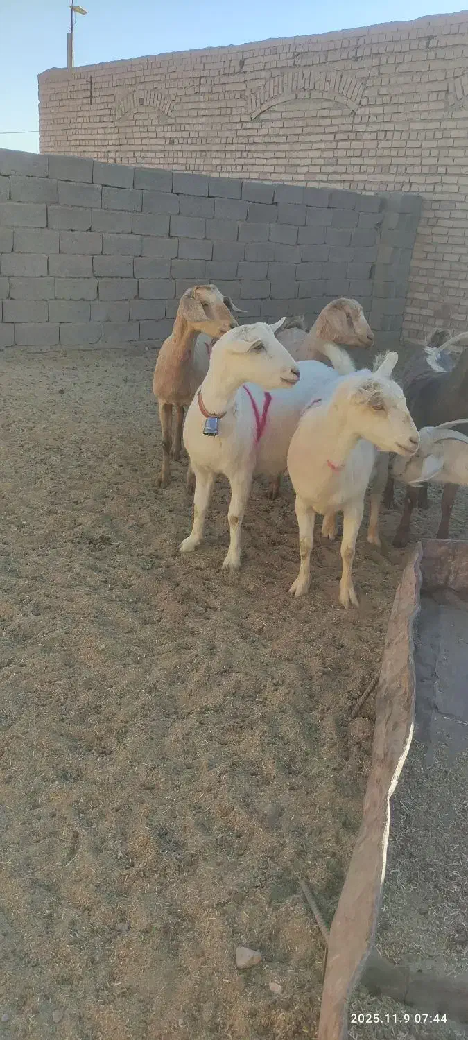 بزسانن|حیوانات مزرعه|درمیان, |دیوار