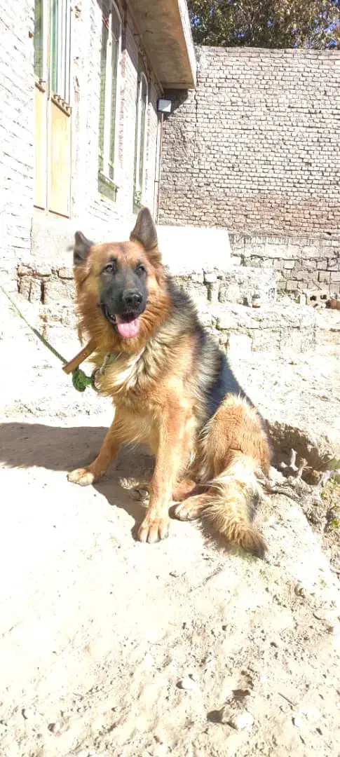 سگ ژرمن|سگ|میاندوآب, |دیوار