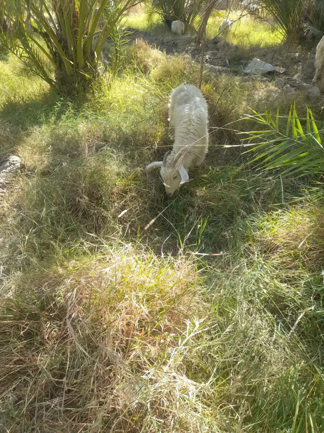 بز با کهره ۵ملیونو ۵۰۰|حیوانات مزرعه|جیرفت, |دیوار