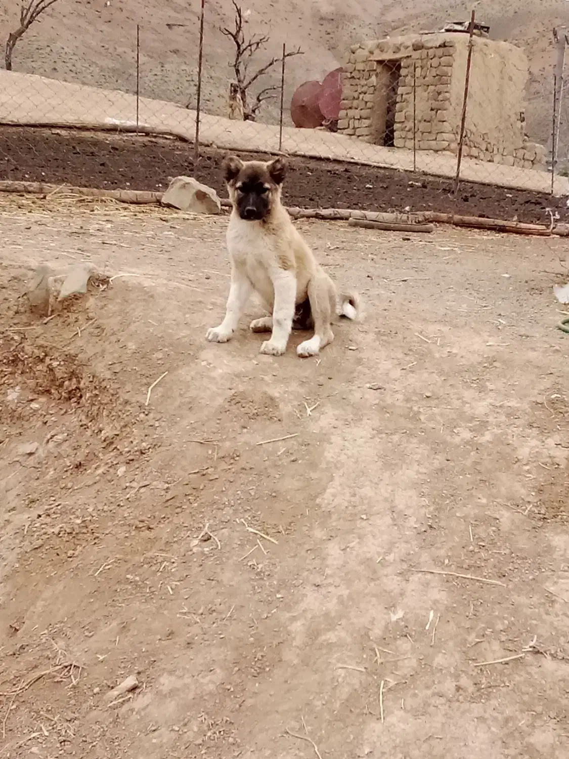 توله سرابی|سگ|انگوت, |دیوار