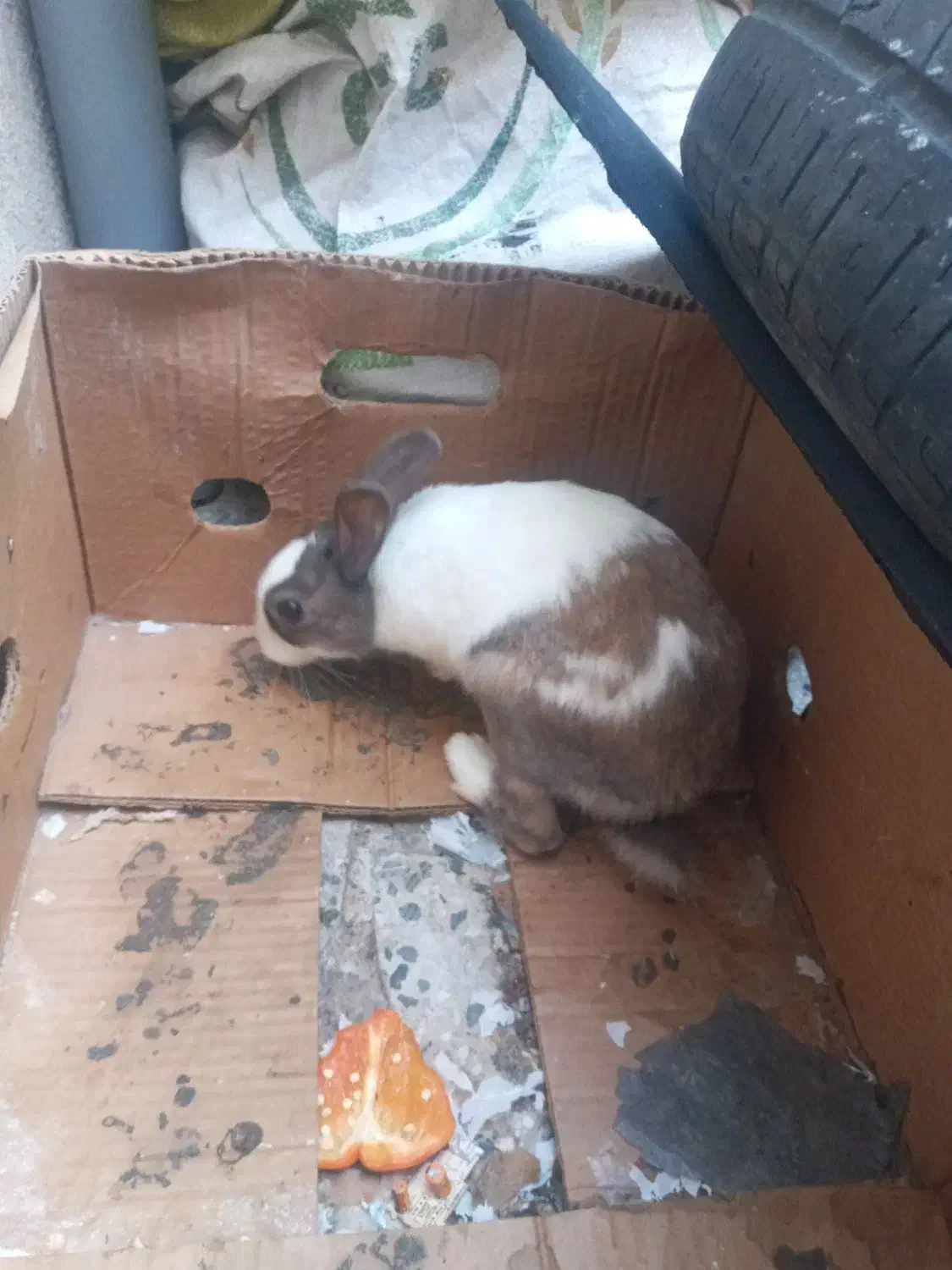 خرگوش|موش و خرگوش|اقبالیه, |دیوار