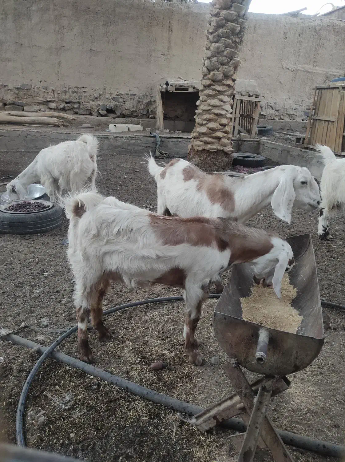 السلام علیکم ،چهارتاگوسفندسه بز ویک تروشت|حیوانات مزرعه|سراوان, |دیوار