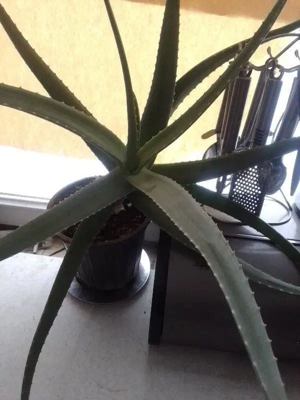 گل آلورا|گل و گیاه طبیعی|محمدیه-قزوین, |دیوار