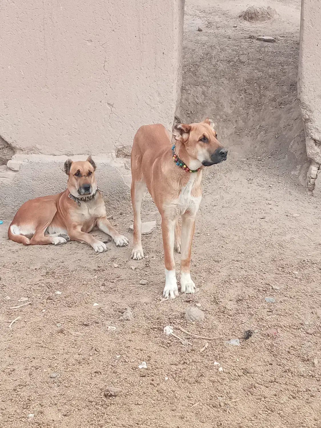 یک توله 8 ماهه|سگ|تربتحیدریه, پائین ولایت|دیوار