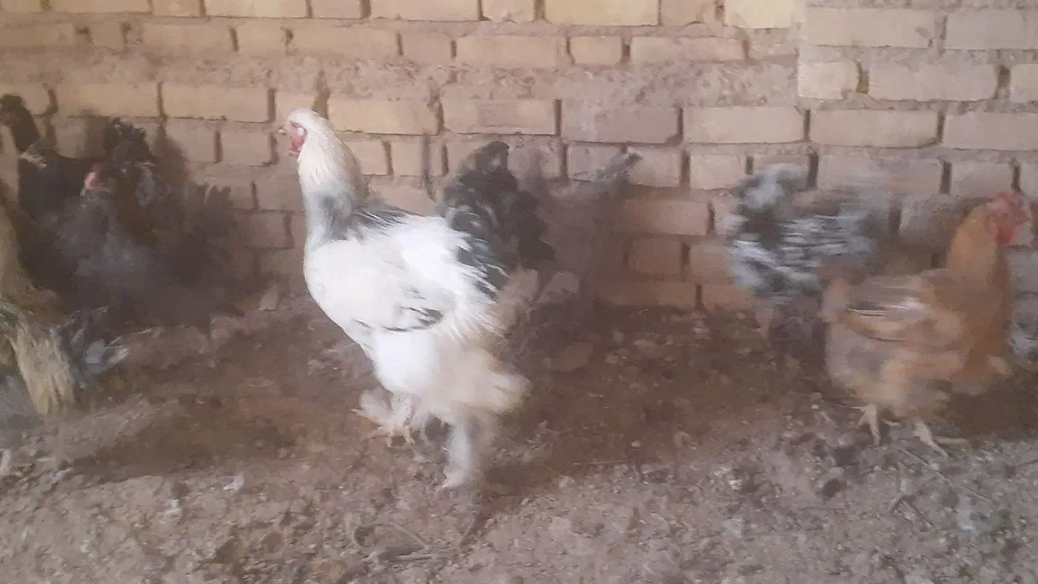 خروس برهما و تعدادی خروس معمولی و گلین|حیوانات مزرعه|اسفرورین, |دیوار