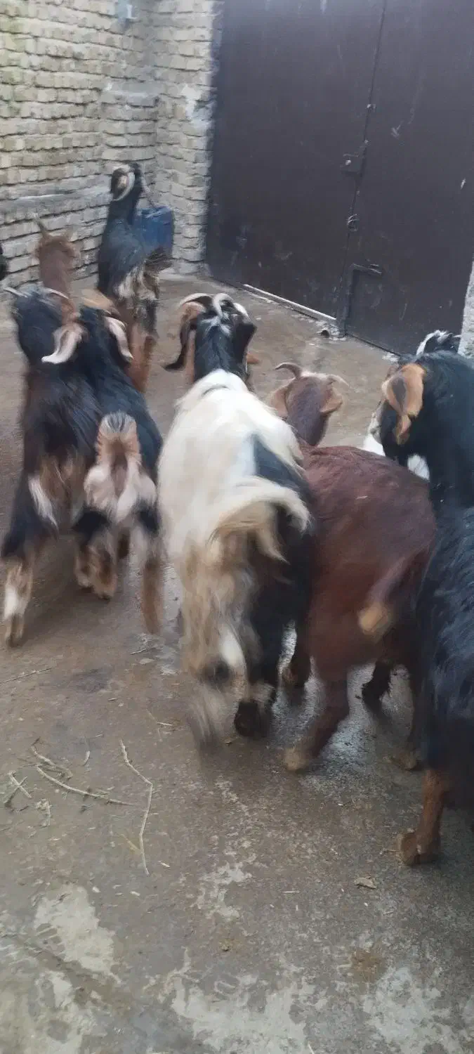 بز با بزغاله درشت|حیوانات مزرعه|قزوین, |دیوار