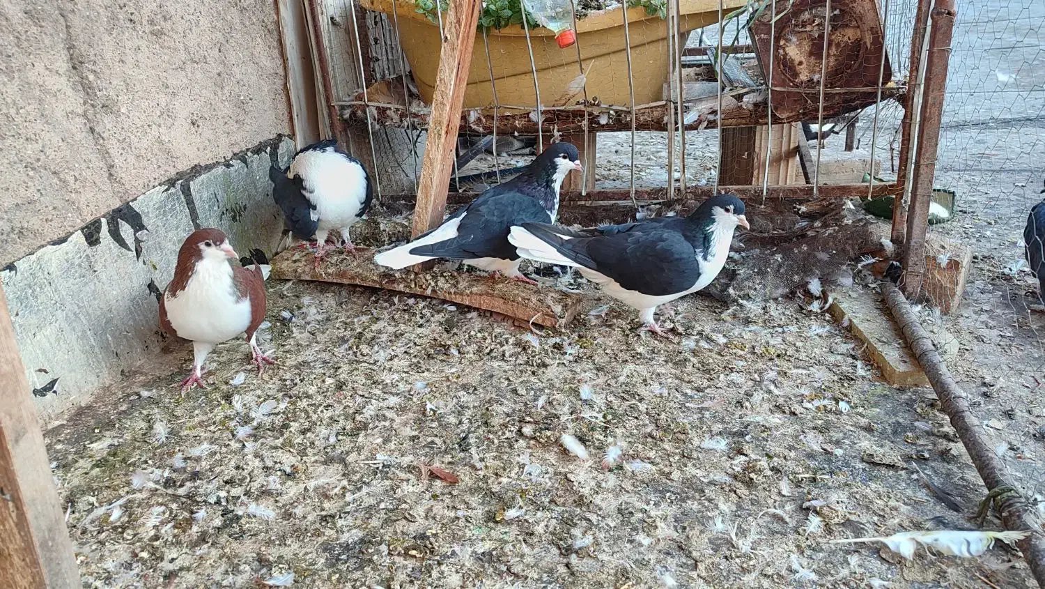 4عددسیاه پوش|پرنده|اقبالیه, |دیوار