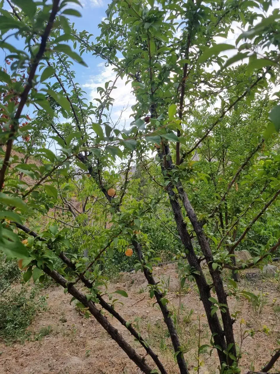 زمین ، باغ|فروش زمین و ملک کلنگی|کهن آباد, |دیوار