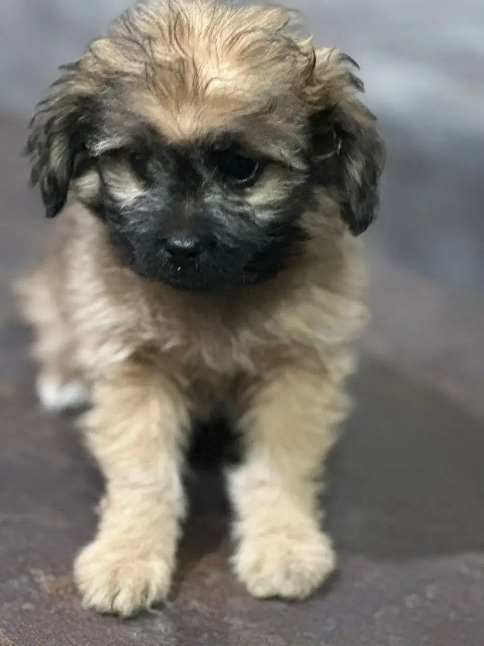 توله سگ شیتزو|سگ|شیراز, فرگاز|دیوار