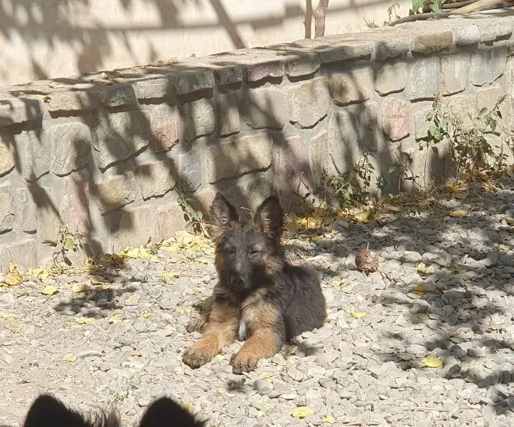 گمشده|سگ|نیشابور, ده حلاج|دیوار