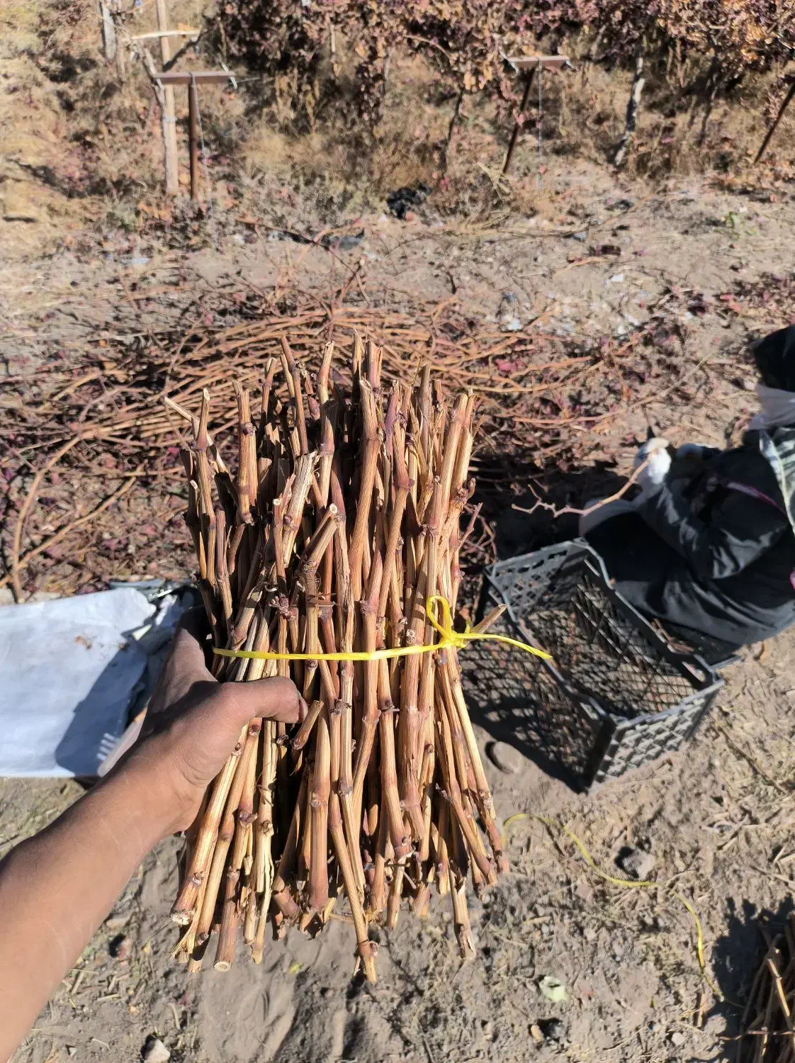 قلمه انگور|خدمات باغبانی و درختکاری|تربتحیدریه, باغ سلطانی|دیوار