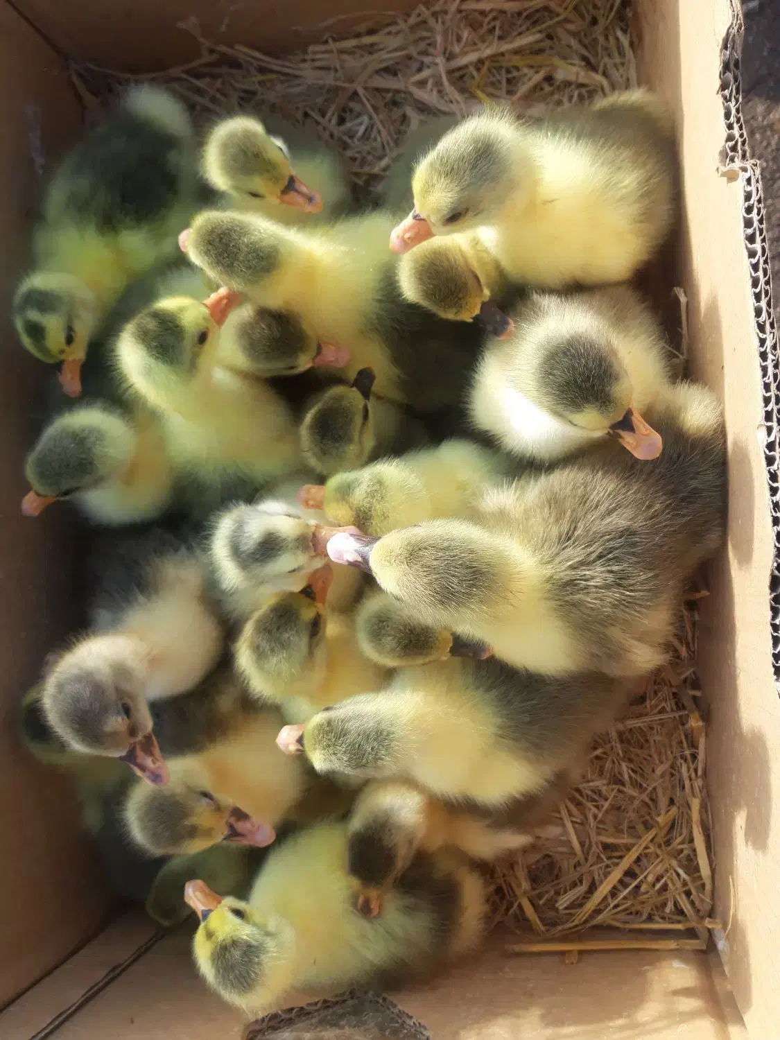 جوجه قوغاز و جوجه غاز دورگه|حیوانات مزرعه|چاف و چمخاله, |دیوار