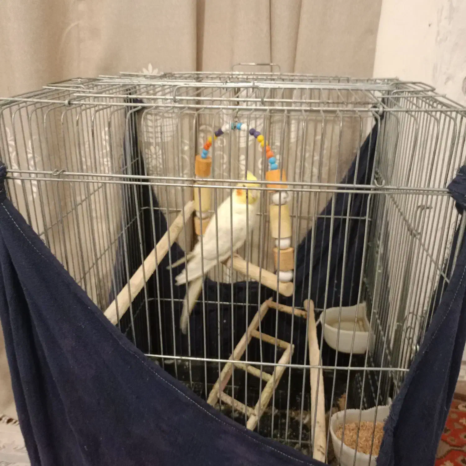 عروس هلندی|پرنده|رباط‌کریم, مسکن مهر آبشناسان|دیوار