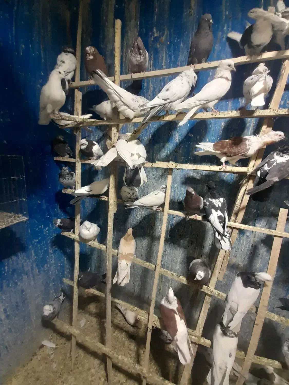 بار جدید کبوتر ۱۲۰ عدد|پرنده|ایلام, |دیوار