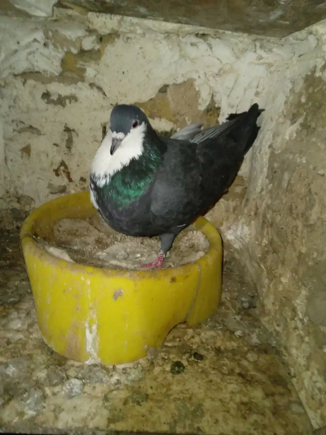 کفتر|پرنده|تربت‌حیدریه, قائم|دیوار