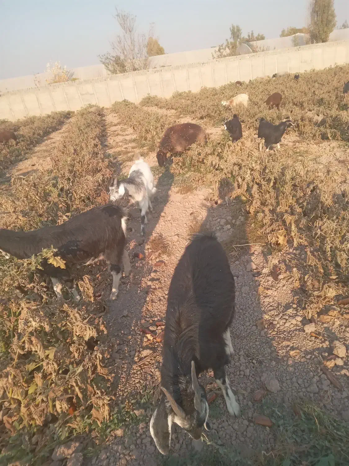 چند راس بزغاله و بز ابستن|حیوانات مزرعه|پاکدشت, پاکدشت (مامازند)|دیوار